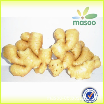 new crop chinese fresh ginger, bulk ginger